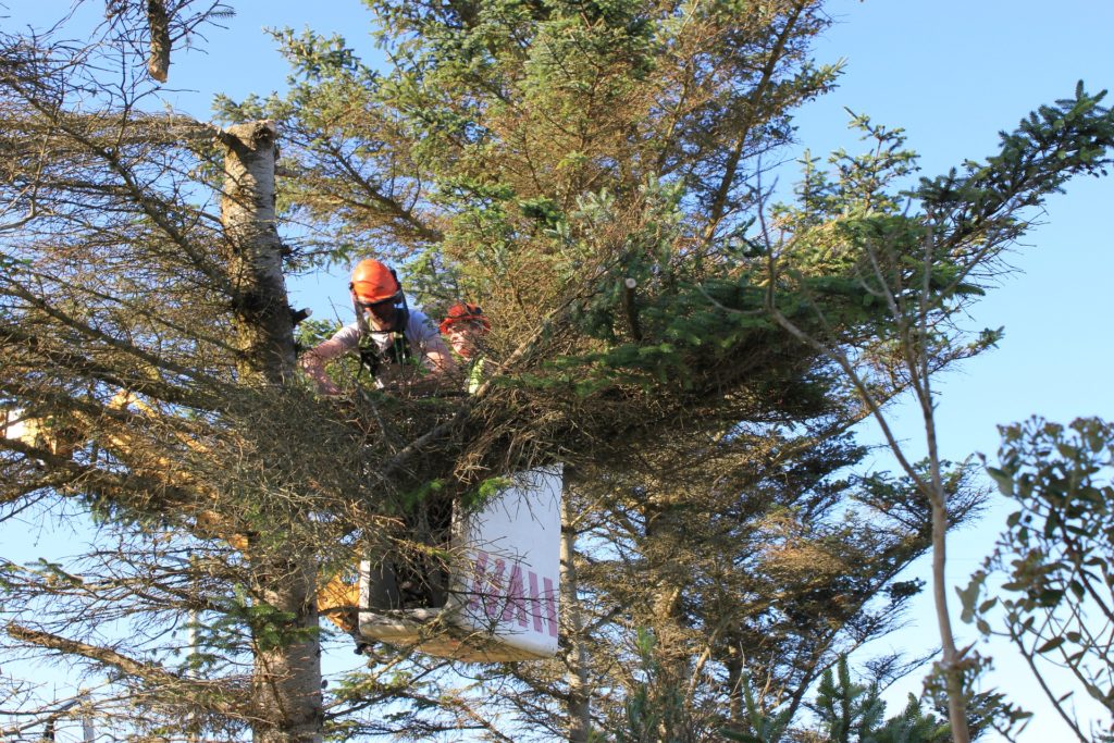 abattage_arbre_gustin