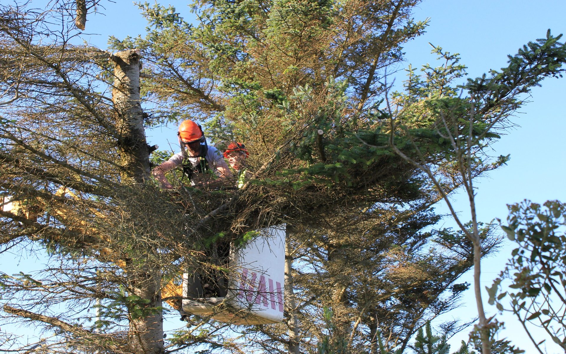 abattage_arbre_gustin