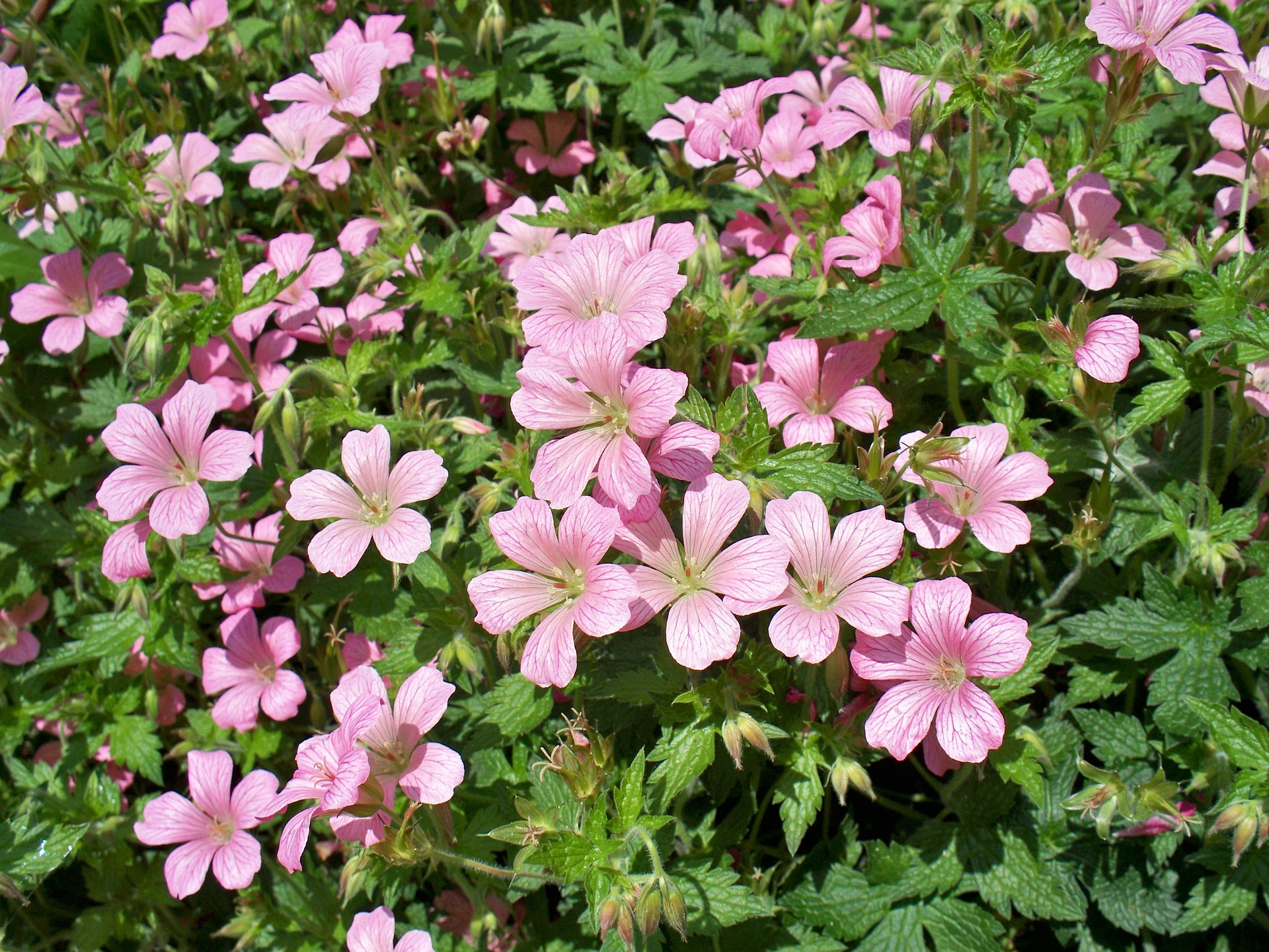 👨‍🌾 GUSTIN VOUS CONSEILLE le Géranium vivace. - Gustin Jardin Marche